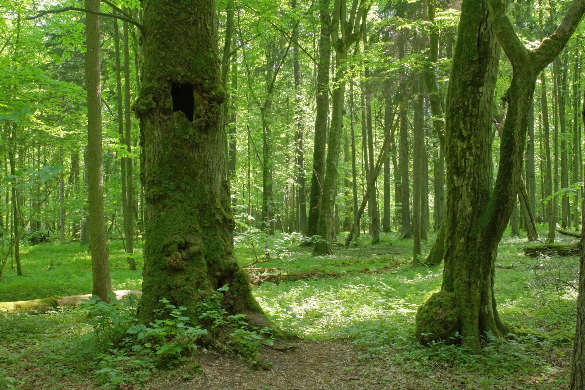 Large old trees and dense understory in Białowieża Forest