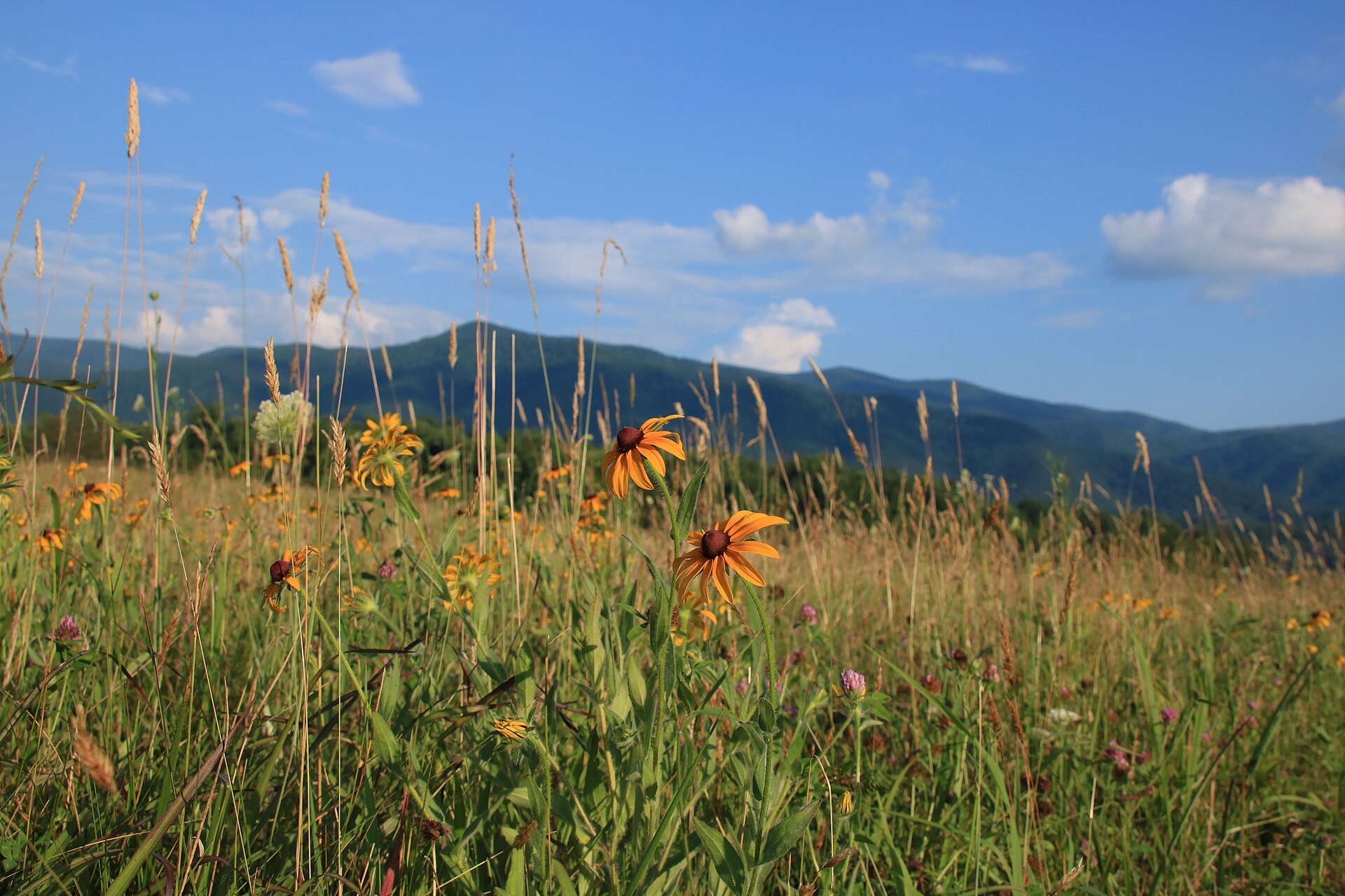 Open meadow bordered by wooded mountains in Cades Cove