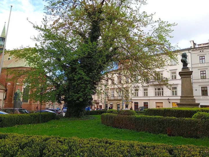 Old tree beside the palace garden at All Saints Square, Kraków
