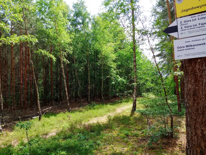 Information board at the path junction at Black walking trail to Wilkanowo Hill