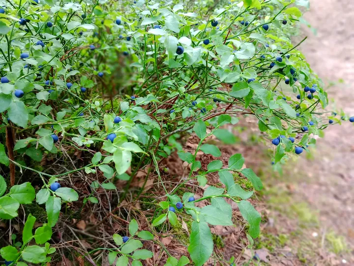 Narrow path beside dense leaves at Black walking trail to Wilkanowo Hill