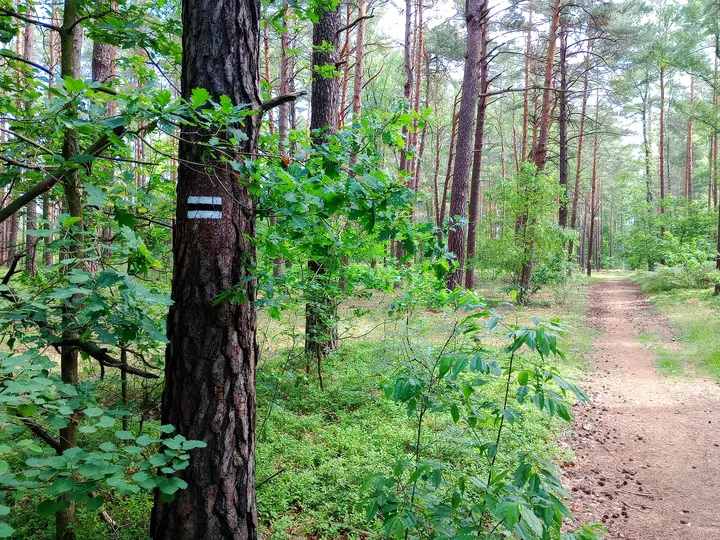 Wooded trail below the tall trees at Black walking trail to Wilkanowo Hill