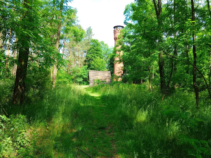 Green woodland beyond the path at Black walking trail to Wilkanowo Hill