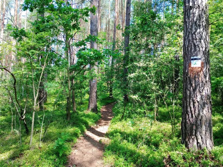 Narrow trail through the forest at Black walking trail to Wilkanowo Hill
