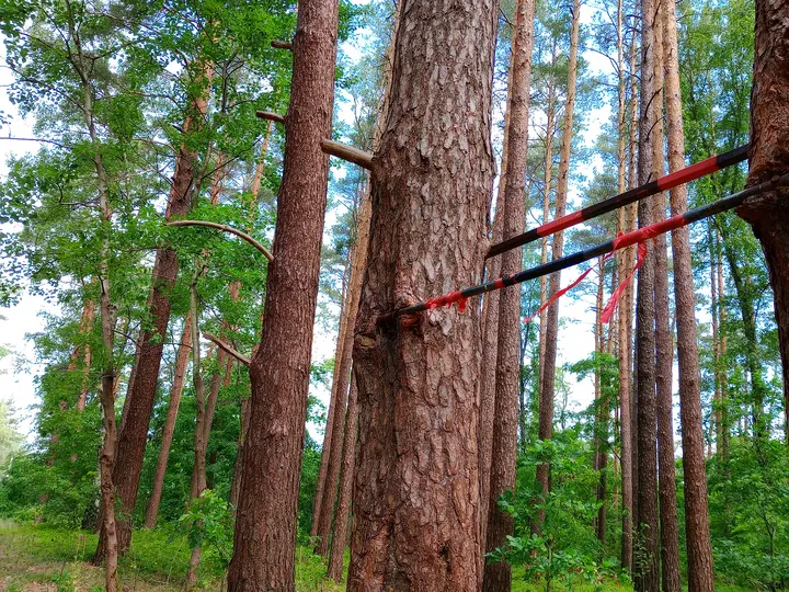 Route notice beside the pine trunks at Black walking trail to Wilkanowo Hill