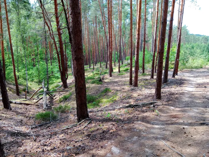 Pine woodland beside the route at Black walking trail to Wilkanowo Hill
