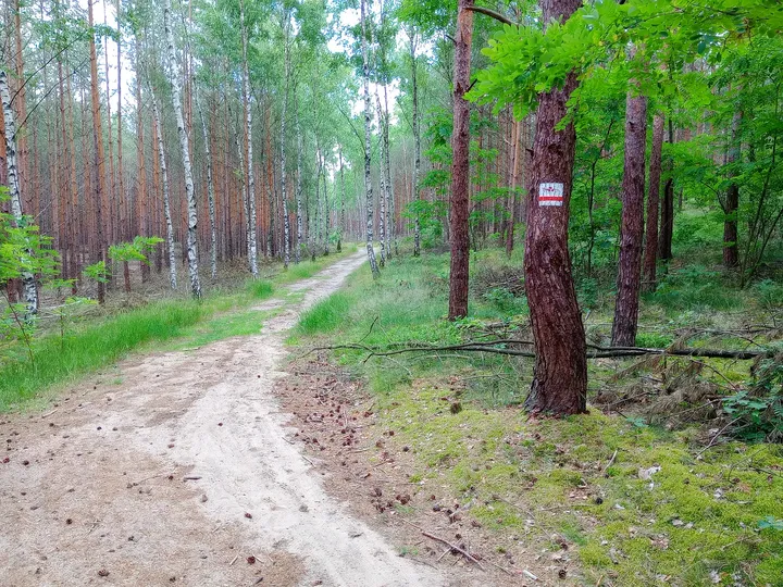 Sandy turn through the pines at Black walking trail to Wilkanowo Hill