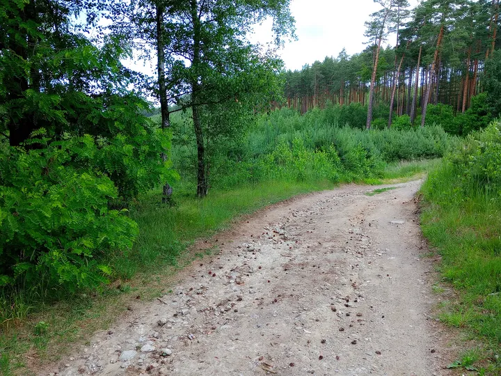 Path alongside the green verge at Black walking trail to Wilkanowo Hill