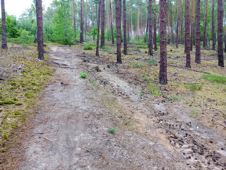 Uneven track through the trees at Black walking trail to Wilkanowo Hill