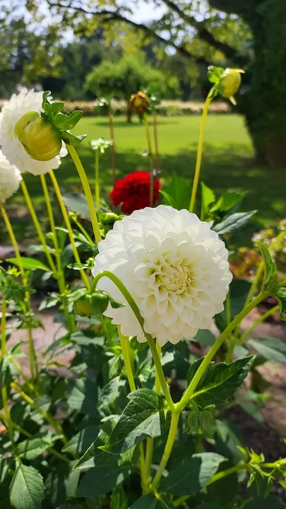 Flower beside the palace garden at Bojadła Palace