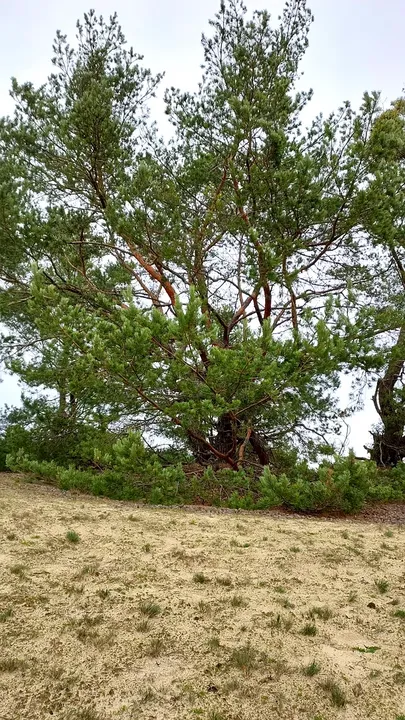 Tree on the field edge at Bojadła Palace