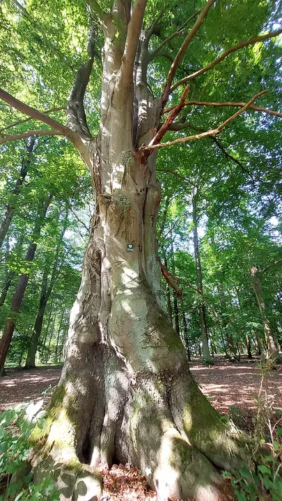Older tree beside the grounds at Bojadła Palace