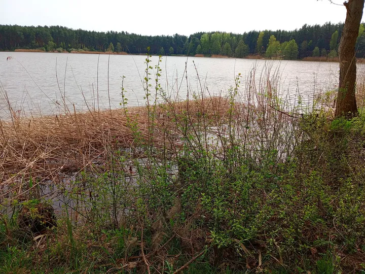Reeds along the spring shoreline at Chalk pits, Brzezie Pomorskie
