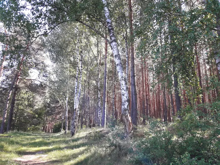 Woodland path near the shore at Chalk pits, Brzezie Pomorskie