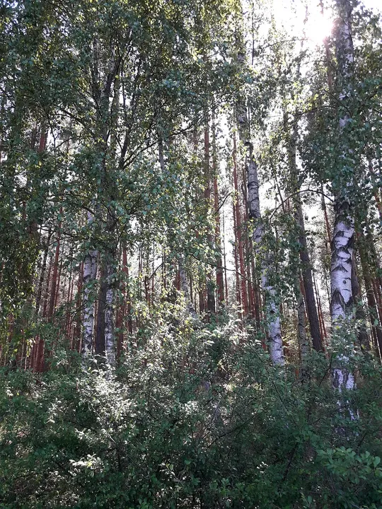 Trees along the shaded bank at Chalk pits, Brzezie Pomorskie