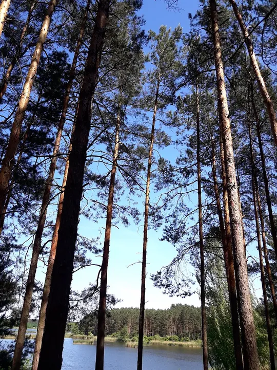 Tall pines above the bank at Chalk pits, Brzezie Pomorskie