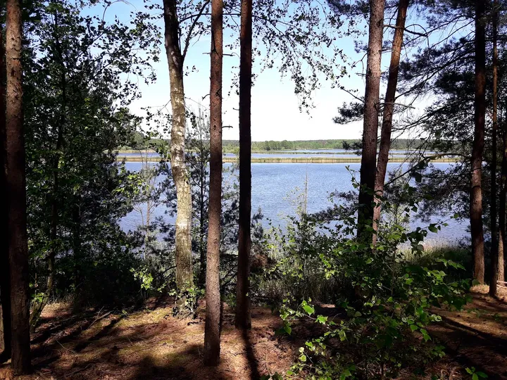 Water seen through the lakeside trees at Chalk pits, Brzezie Pomorskie