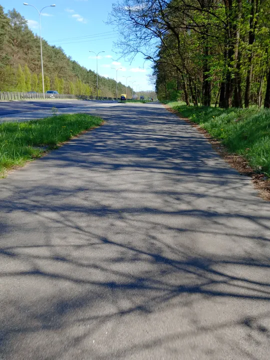 Forest shade across the paved route at Chemiczna–Łężyca cycling loop