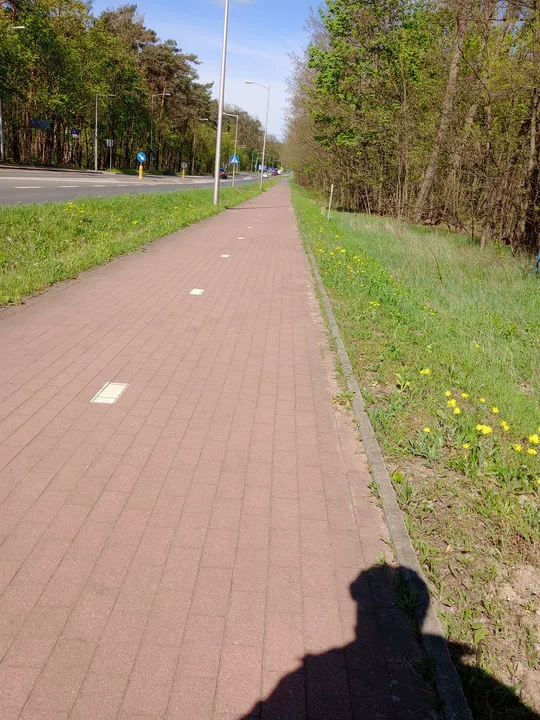 Red-surfaced cycleway along the trees at Chemiczna–Łężyca cycling loop