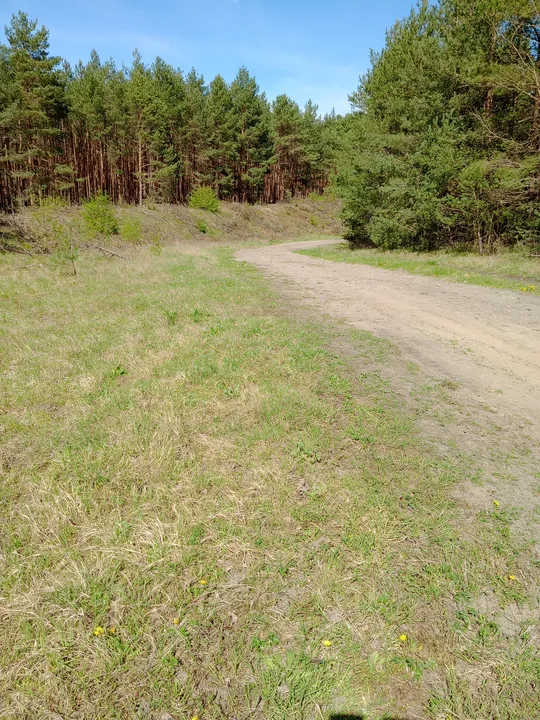 Sandy track at the woodland edge at Chemiczna–Łężyca cycling loop