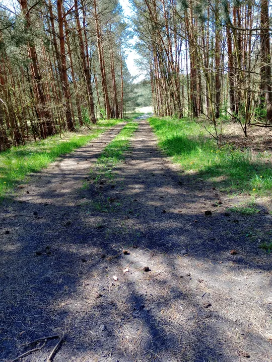 Tree-lined paved section at Chemiczna–Łężyca cycling loop