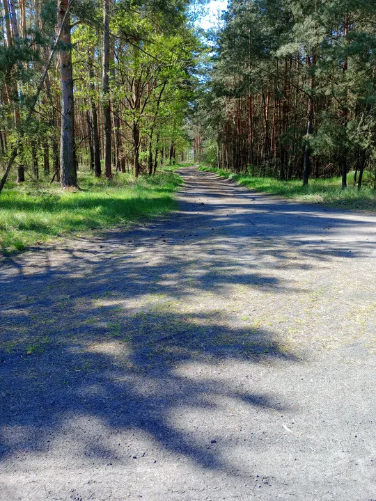 Paved bend through the forest at Chemiczna–Łężyca cycling loop