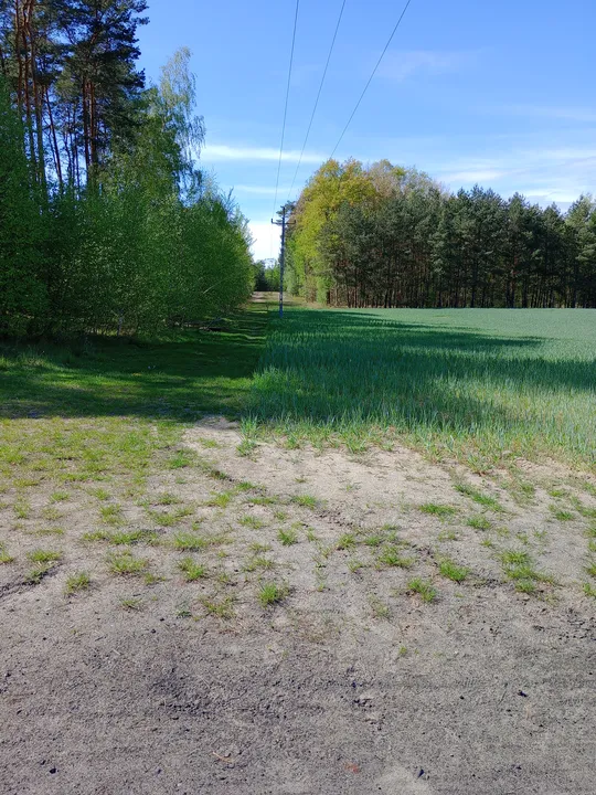 Grassy lane between the trees at Chemiczna–Łężyca cycling loop