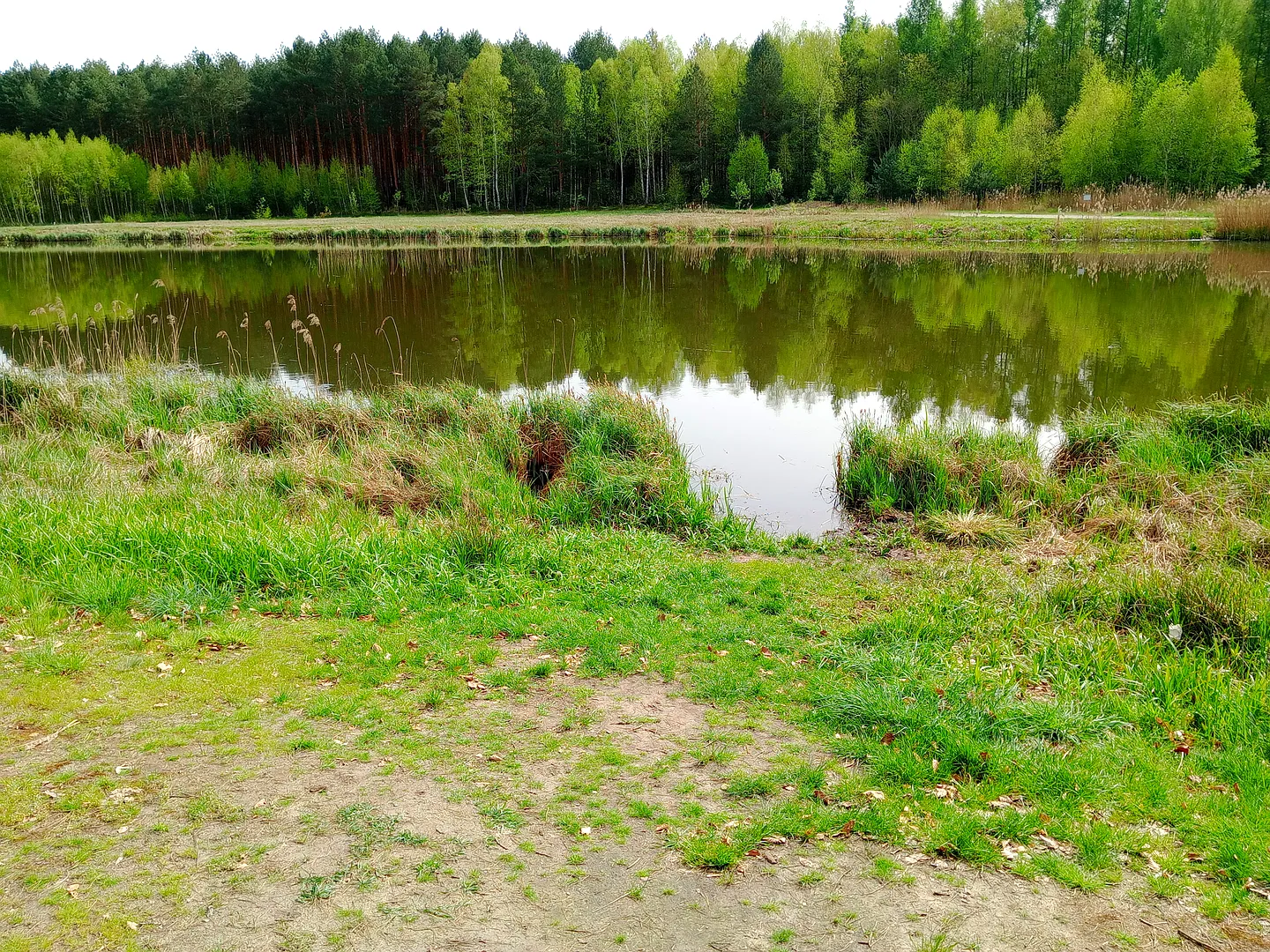 Reservoir bordered by fresh grass at Czerwieńsk reservoir