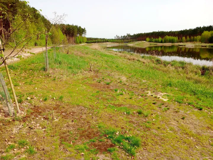 Grassy bank beside the water at Czerwieńsk reservoir