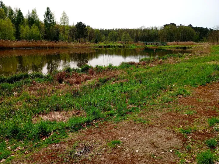 Reeds and low spring greenery at Czerwieńsk reservoir