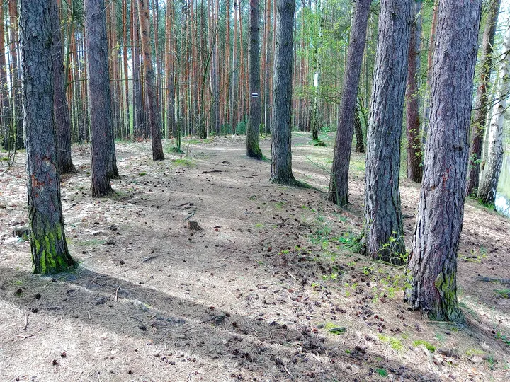 Pine woodland beside the water at Czerwieńsk reservoir