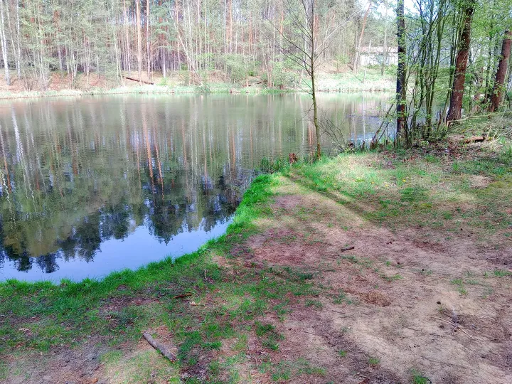 Still water beneath the shoreline trees at Czerwieńsk reservoir