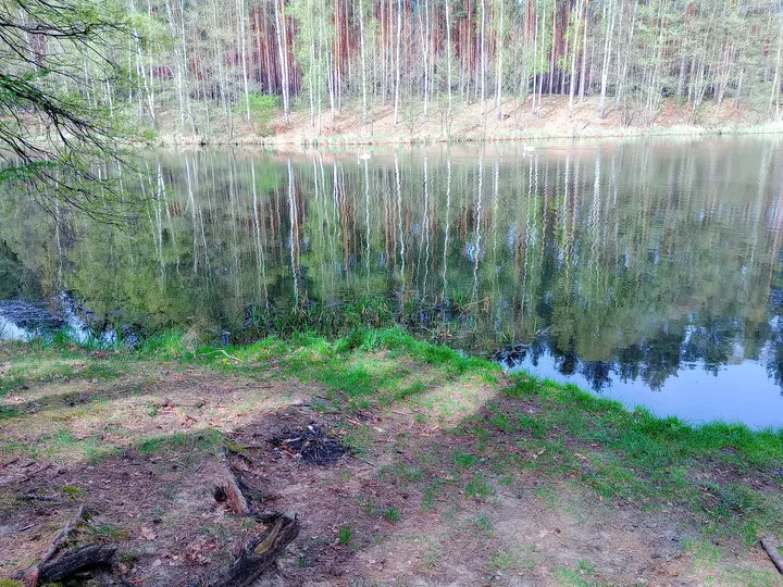 Reeds reflected at the reservoir edge at Czerwieńsk reservoir