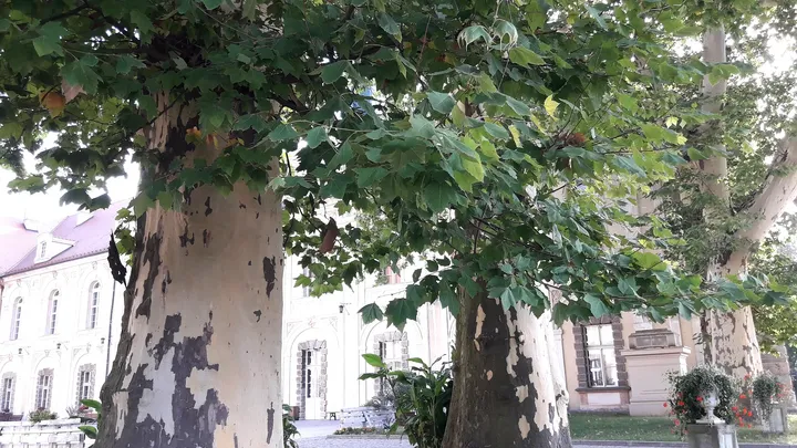 The pale palace façade in September at Ducal Palace, Żagań