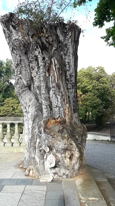 An old tree beside the palace grounds at Ducal Palace, Żagań