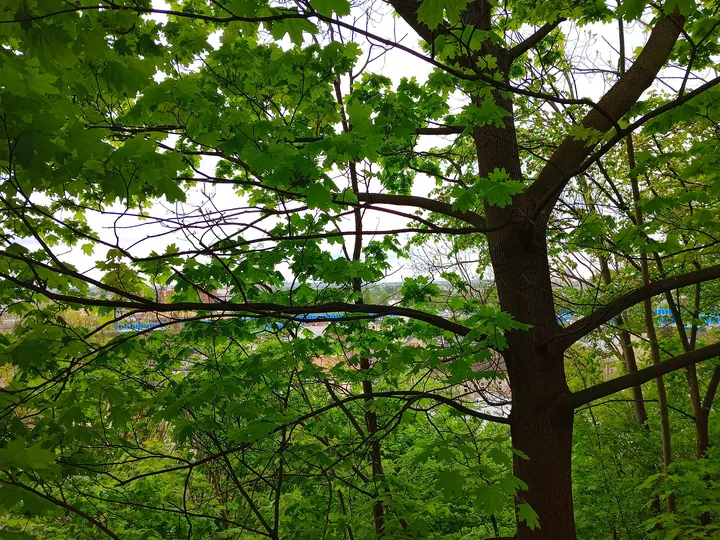 Trees beside the fenced grounds at Fort 31: Saint Benedict