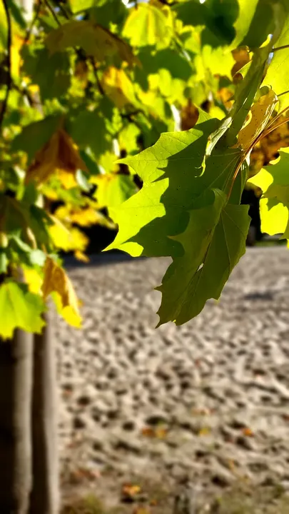 Leaves in the autumn canopy at Gęśnik Valley