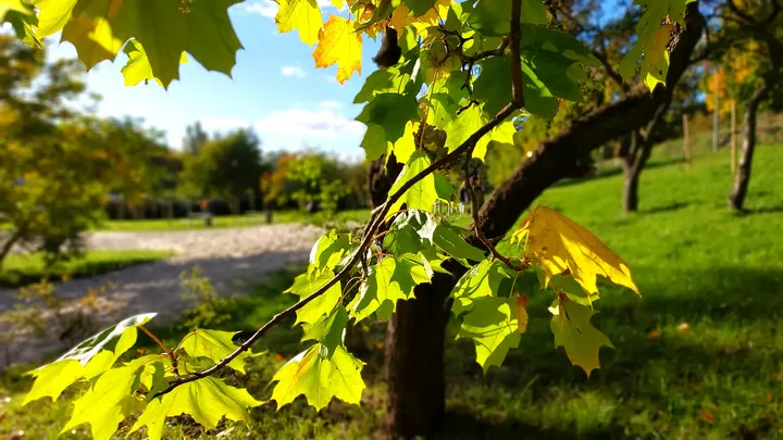 Leaves above the valley path at Gęśnik Valley