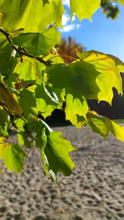 Yellow foliage against the sky at Gęśnik Valley