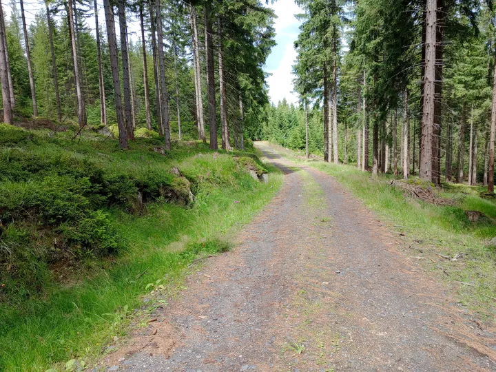 Wooded slope beside the gravel road at Izera Mountains cycling trail