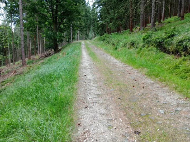 Grass strip between the wheel lines at Izera Mountains cycling trail