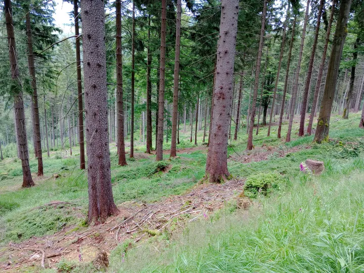 Tall trees above the forest floor at Izera Mountains cycling trail