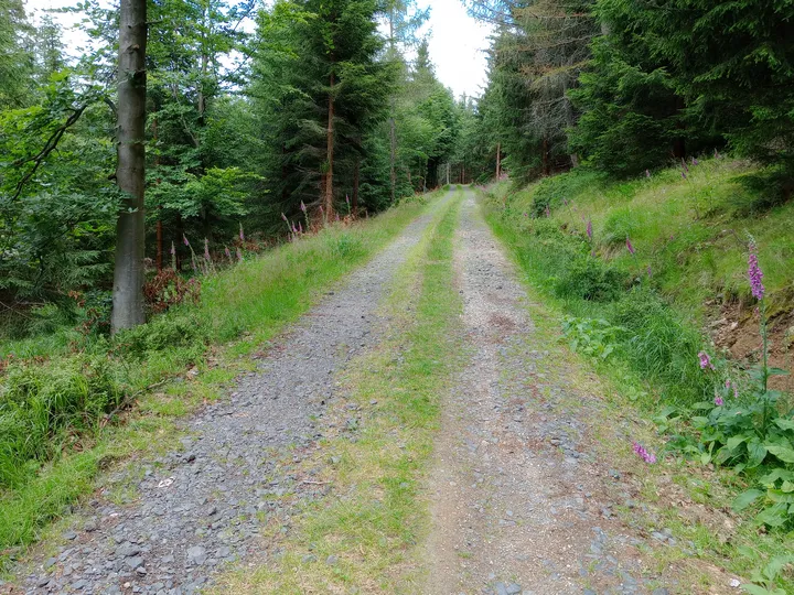 Narrower route through the woodland at Izera Mountains cycling trail