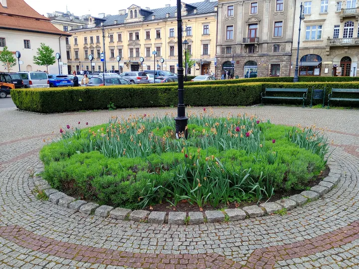 Curving paths around the clipped beds at Jacek Woźniakowski Square