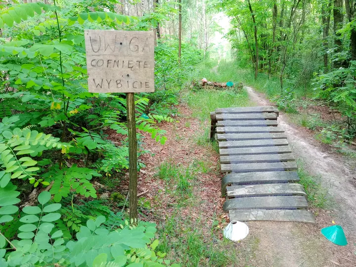 Timber ramp beside the woodland path at Jagodowe Wzgórze singletrack
