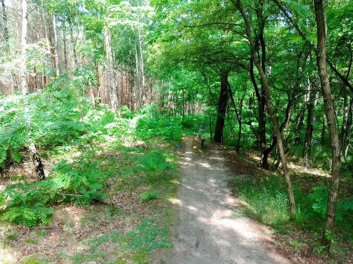 Singletrack winding through the green woodland at Jagodowe Wzgórze singletrack