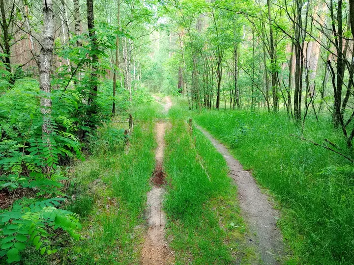 Narrow forest line beneath the canopy at Jagodowe Wzgórze singletrack