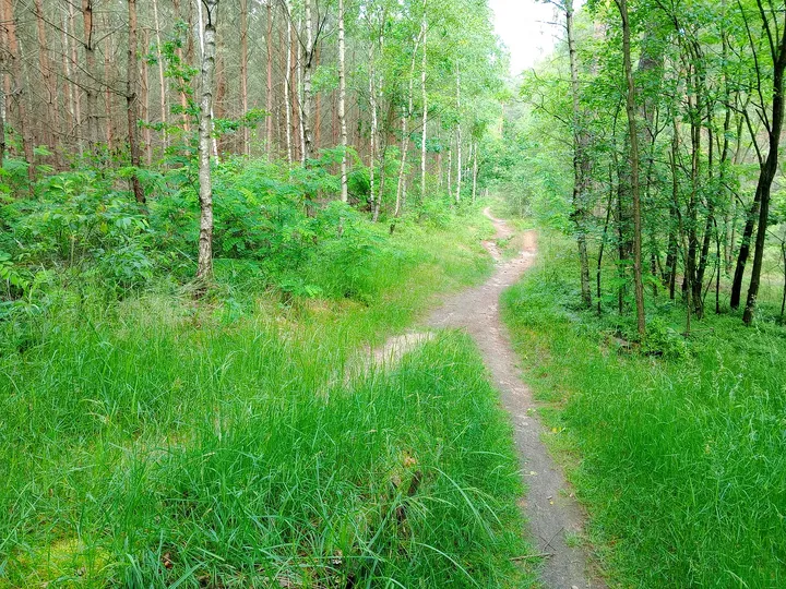 Dirt trail through the spring greenery at Jagodowe Wzgórze singletrack