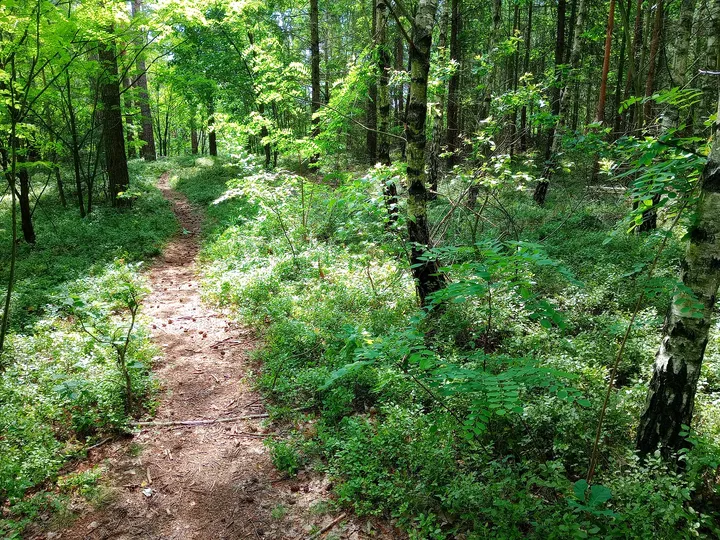 Wooded corner of the singletrack at Jagodowe Wzgórze singletrack
