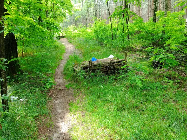 Path climbing between the trees at Jagodowe Wzgórze singletrack